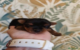 Yorkshire Terrier perros en venta: Hembra  - Imagen 3