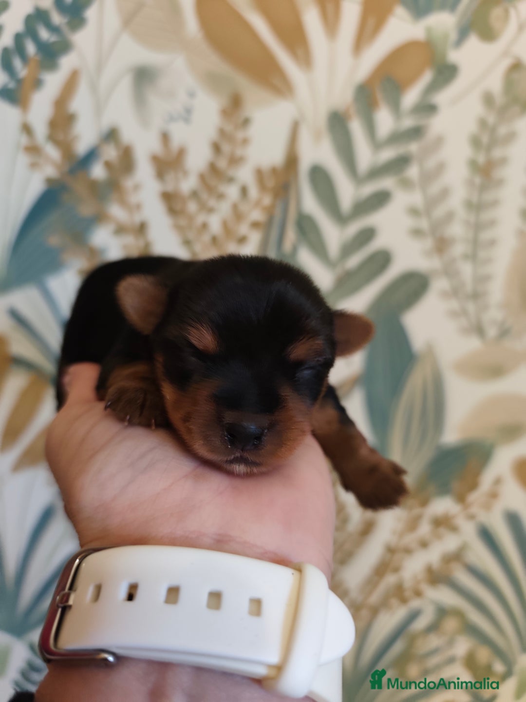 Yorkshire Terrier perros en venta: Hembra  - Imagen 3