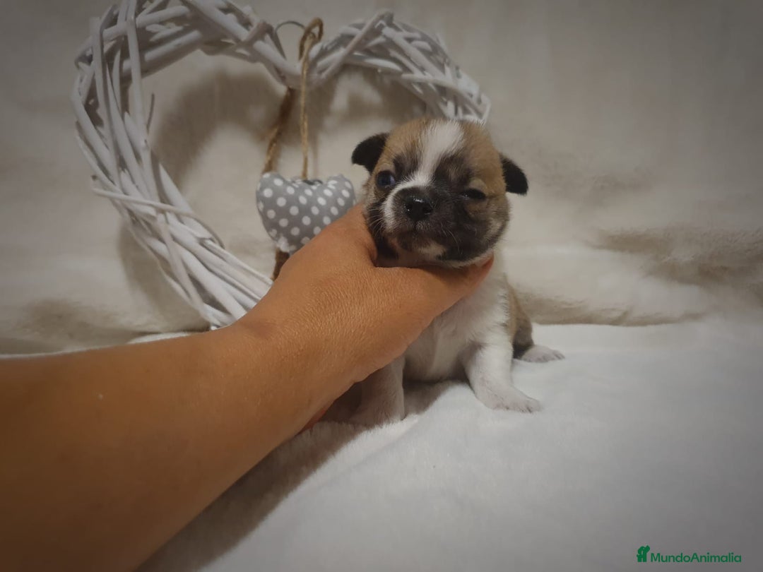 Chihuahua perros en venta: Chiguagua - Imagen 9