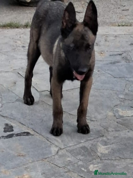 Pastor Belga Malinois perros PASTOR BELGA MALINOIS  - Anuncio 1