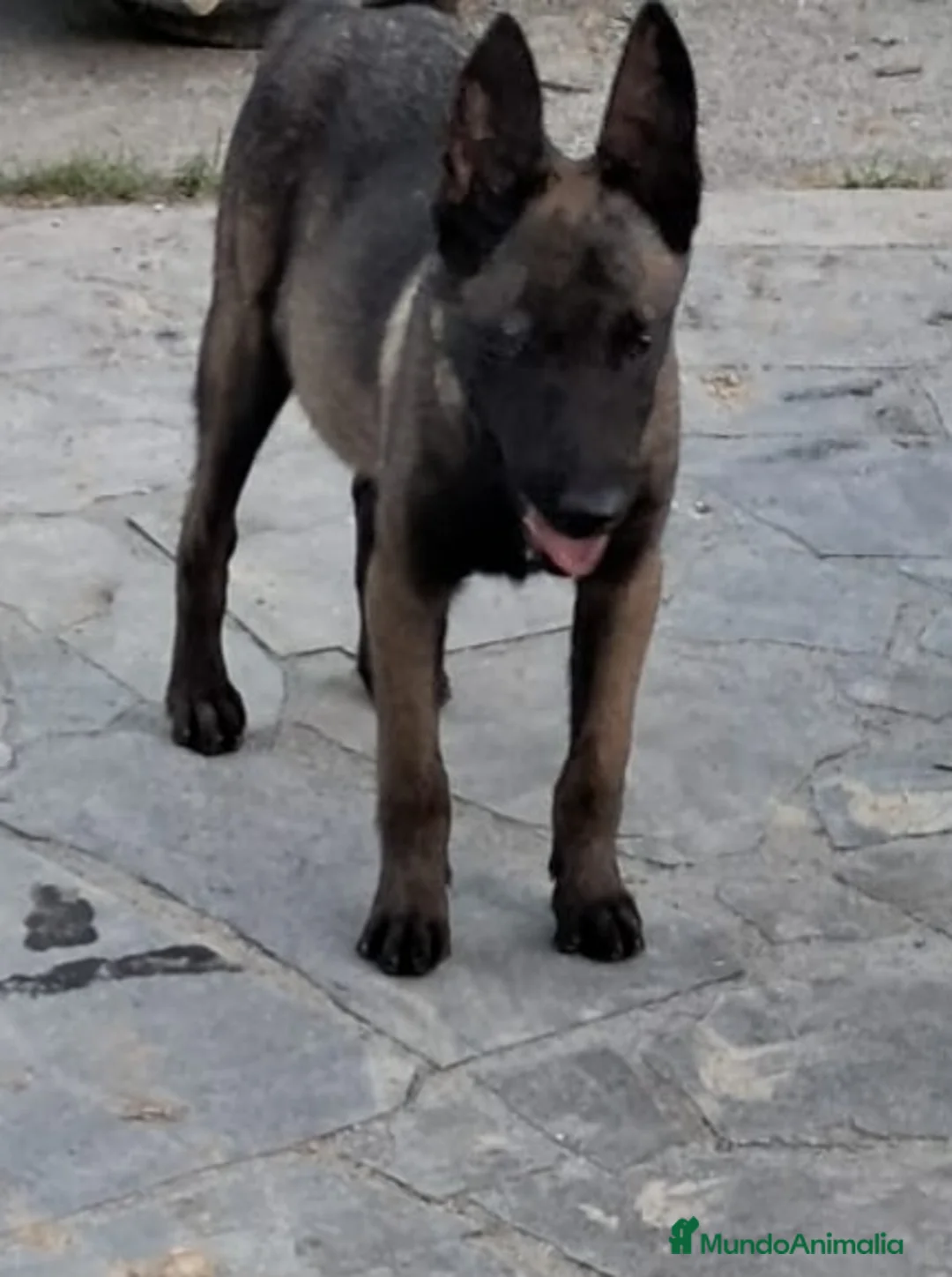Pastor Belga Malinois perros en venta: PASTOR BELGA MALINOIS  - Anuncio 1