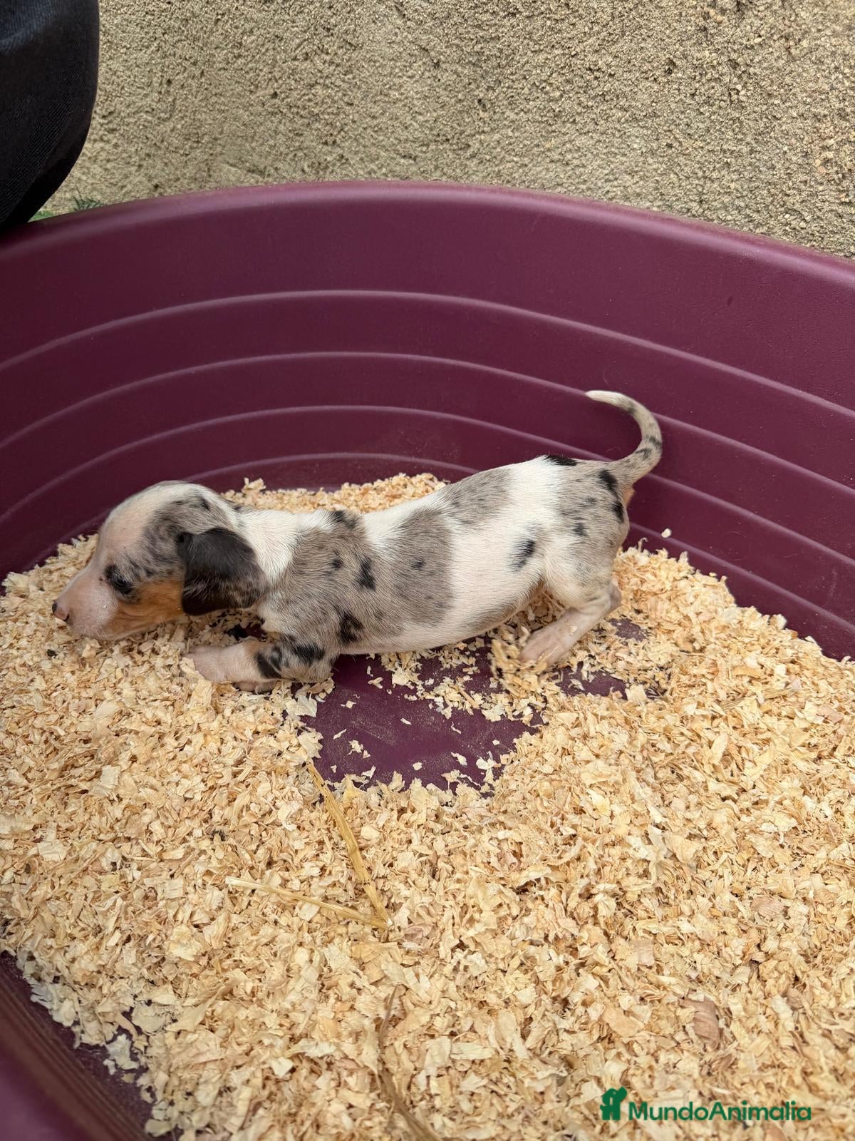 Teckel Miniatura perros Teckel miniatura - Anuncio 1