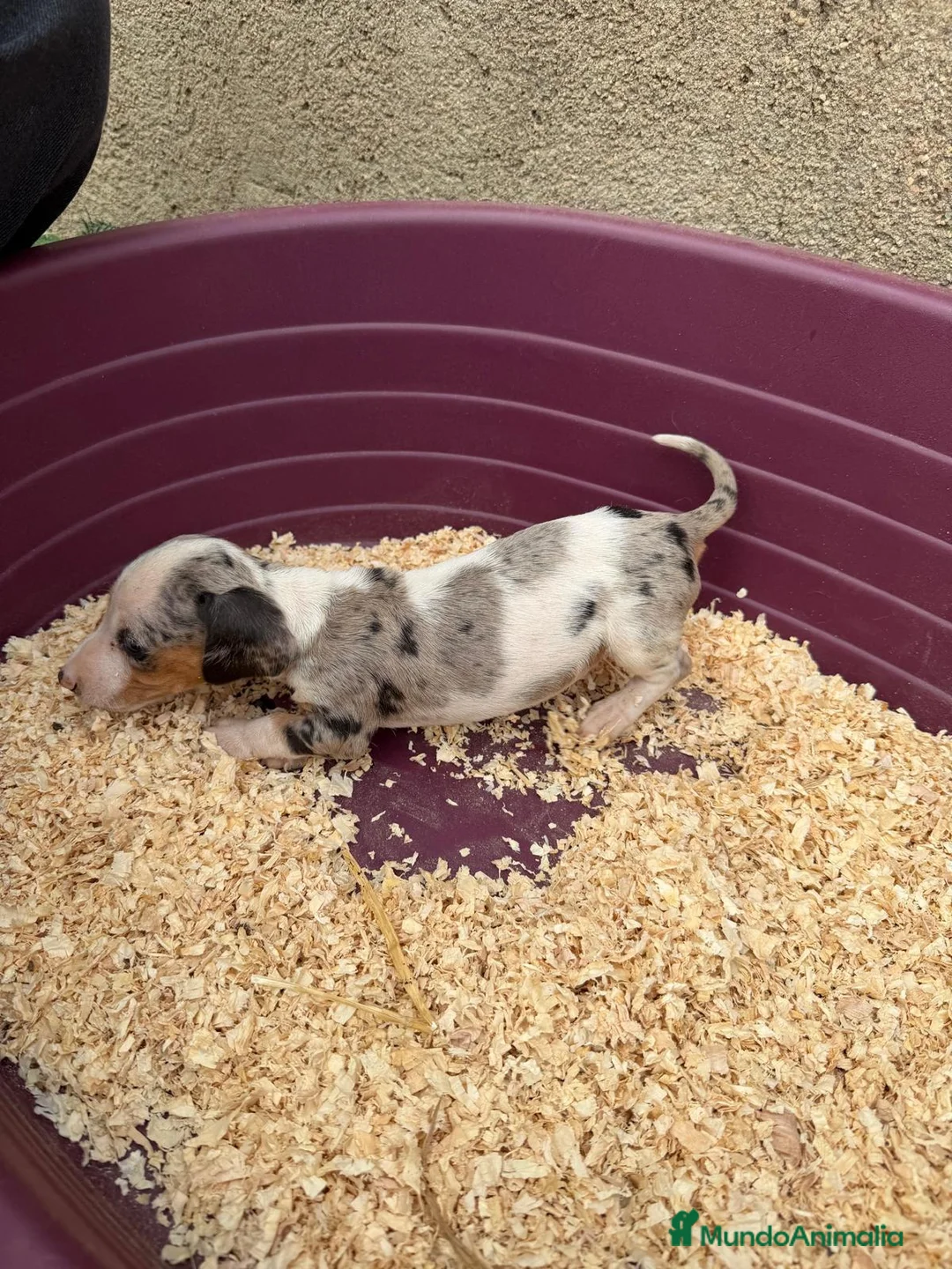 Teckel Miniatura perros en venta: Teckel miniatura - Anuncio 1