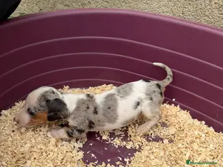 Teckel Miniatura perros Teckel miniatura - Anuncio 5