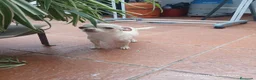 Chihuahua perros en venta: Preciosa camada de chihuahuas  - Anuncio 5