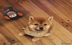Shiba Inu perros en venta: Cachorro Shiba Inu Rojo 🐾❤️ - Imagen 4