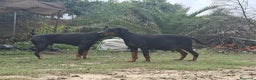 Dobermann perros en venta: Última hembra de Doberman negro / fuego!! - Anuncio 5