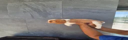 Cavalier King Charles Spaniel perros en venta: Cavalier King Charles  en Girona - Anuncio 17