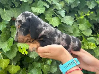 Teckel Miniatura perros teckel arlequin - Anuncio 2