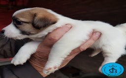 Jack Russell Terrier perros en venta: Jack Russell PEDEGREE (LOE) - Imagen 7