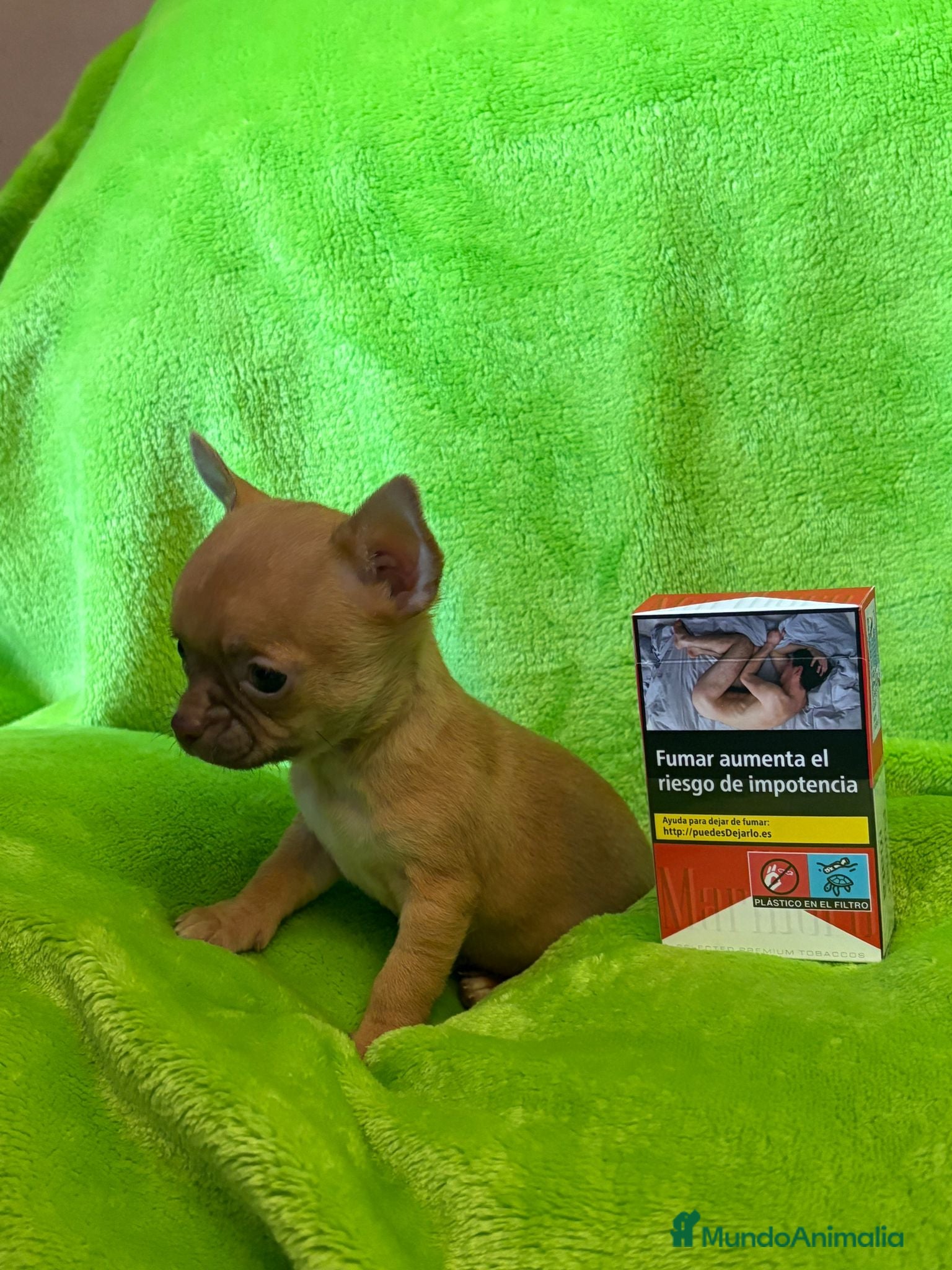 Chihuahua perros Chihuhua toy  - Anuncio 2