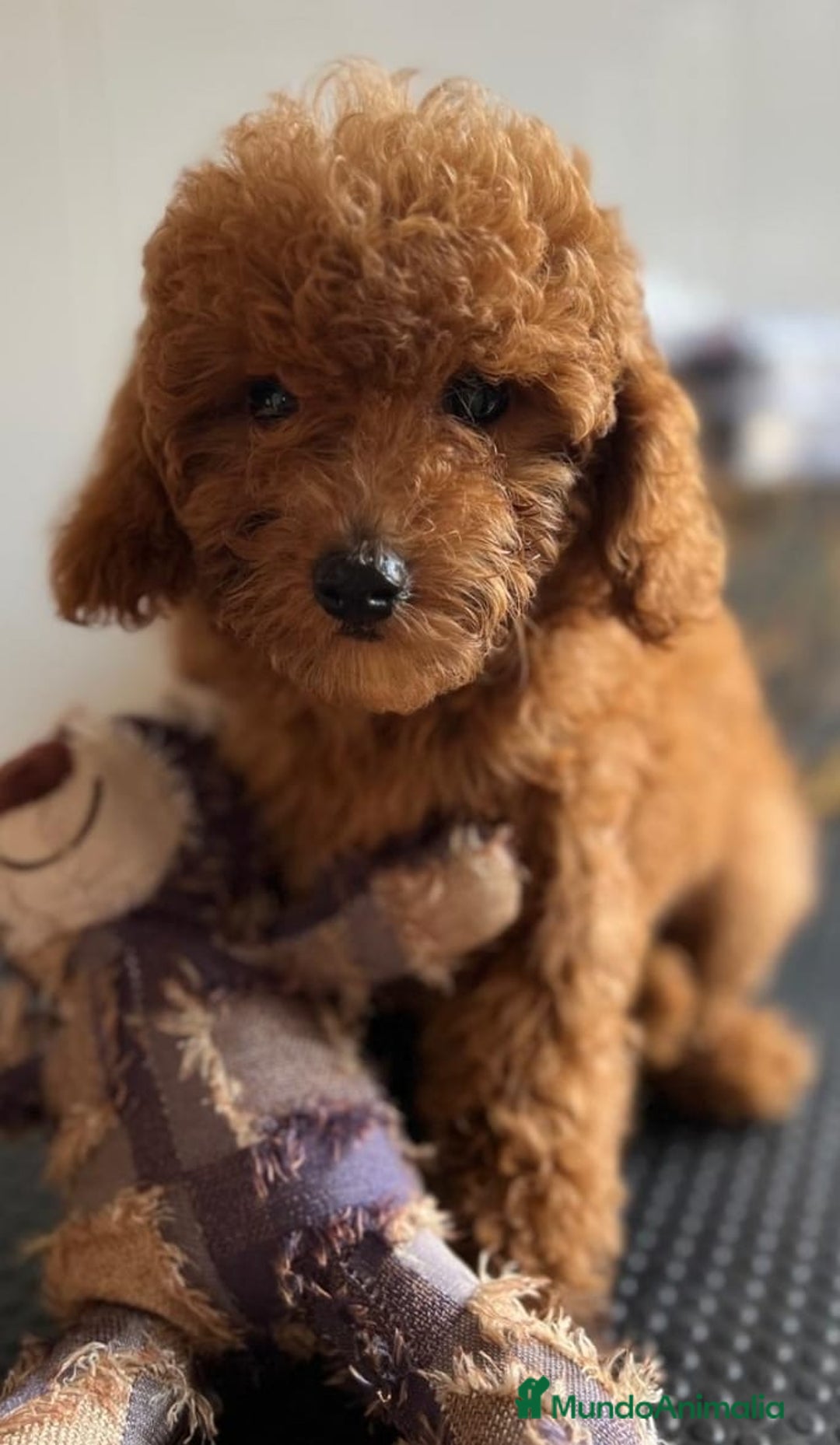 Caniche Enano perros en venta: Caniches enanos rojo machos  - Imagen 3