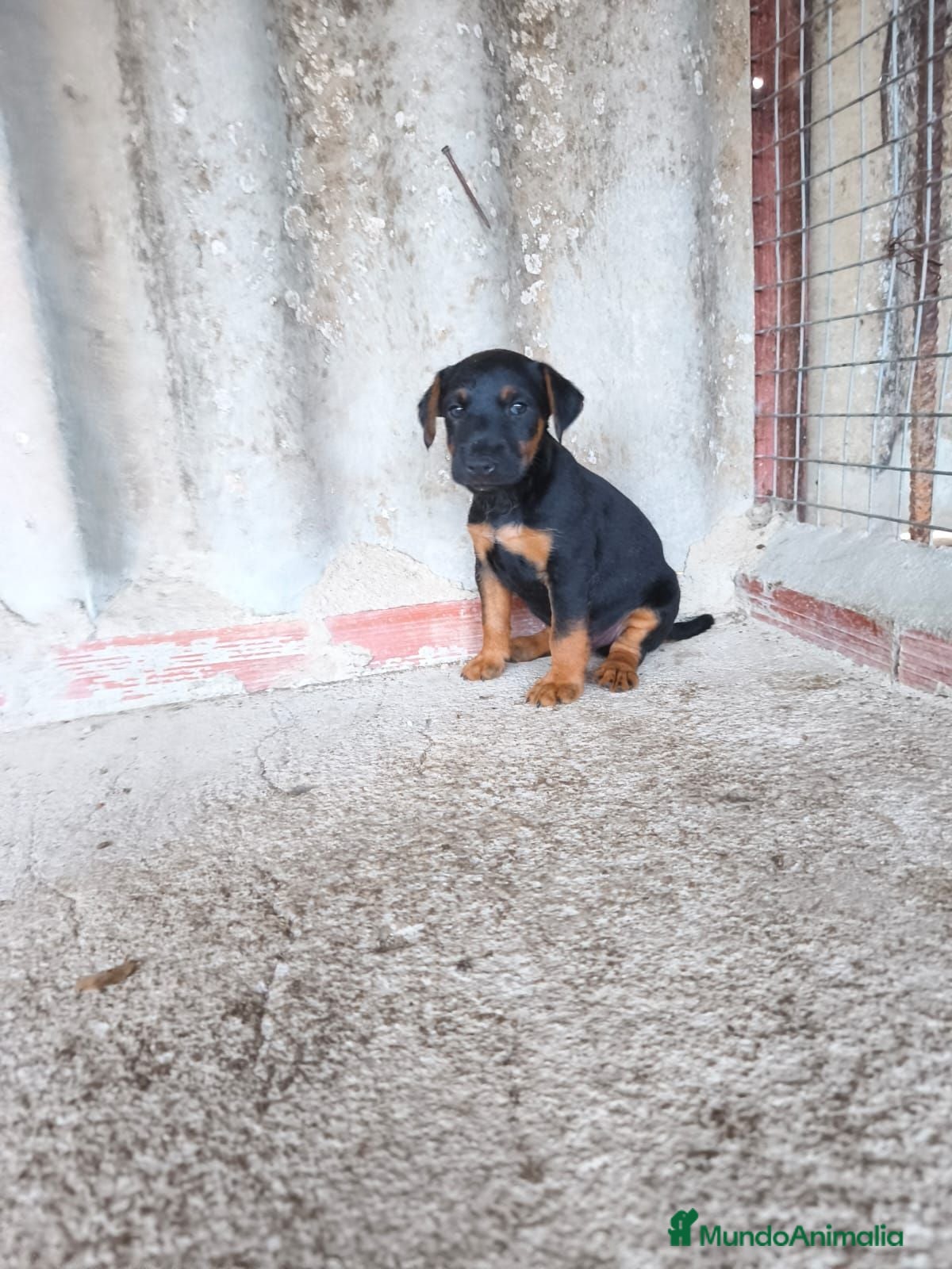 Otras razas perros Jack terrier de Calidad  - Anuncio 1