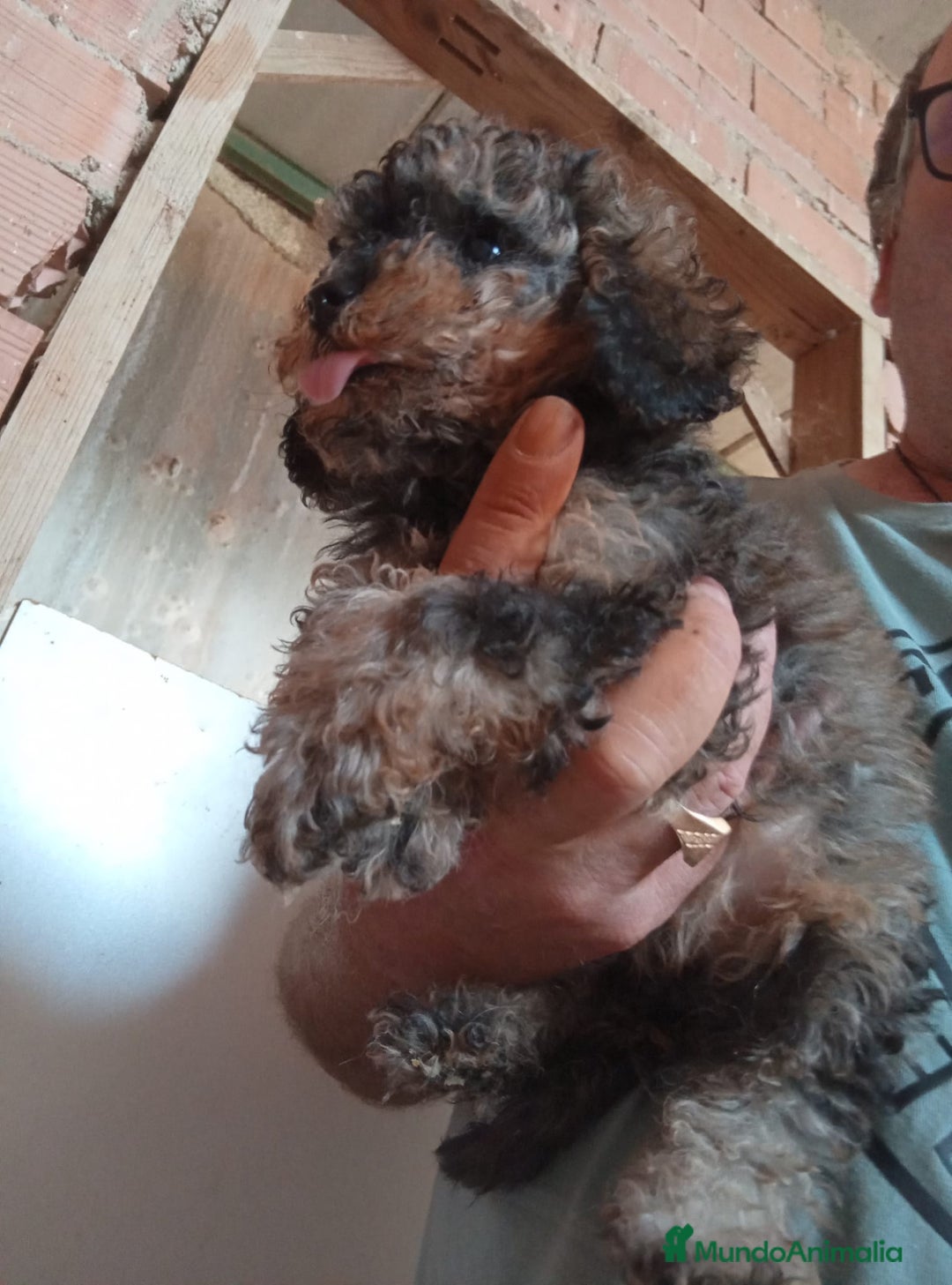 Caniche Toy perros en venta: CANICHE TOY HEMBRA Y MACHO  - Imagen 1