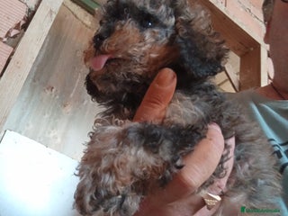 Caniche Toy perros - Anuncio 2