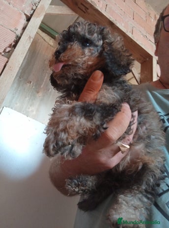 Caniche Toy perros - Anuncio 5