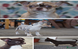 Chihuahua perros en venta: 🌟 PEQUEÑOS CHIHUAHUA EXÓTICOS 🌟 - Imagen 4