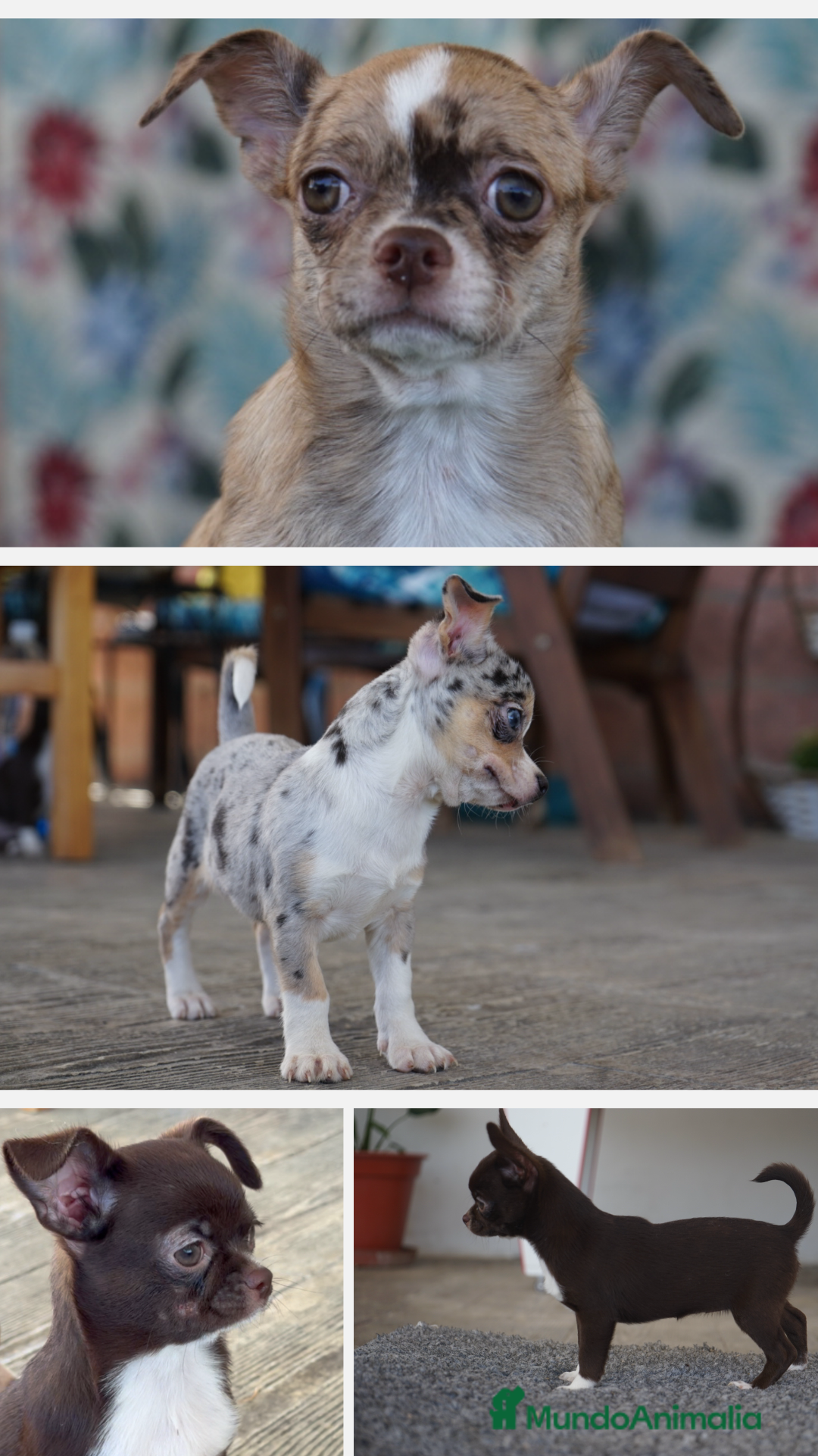 Chihuahua perros en venta: 🌟 PEQUEÑOS CHIHUAHUA EXÓTICOS 🌟 - Imagen 4