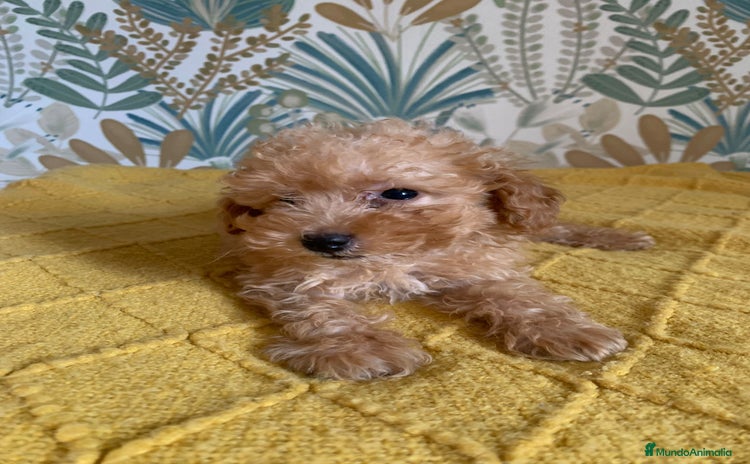 Caniche Toy perros - Anuncio 2