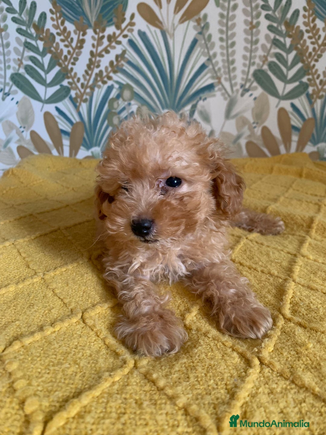 Caniche Toy perros en venta: Caniche Toy APricot - Imagen 1