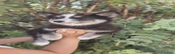 Husky Siberiano perros en venta: Husky SIBERIANO Hembra  - Anuncio 7