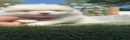 Pomerania perros en venta: POMERANIA - Anuncio 5