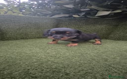 Teckel Miniatura perros en venta: teckel miniatura pelo basto arlequín y negro fuego - Imagen 16