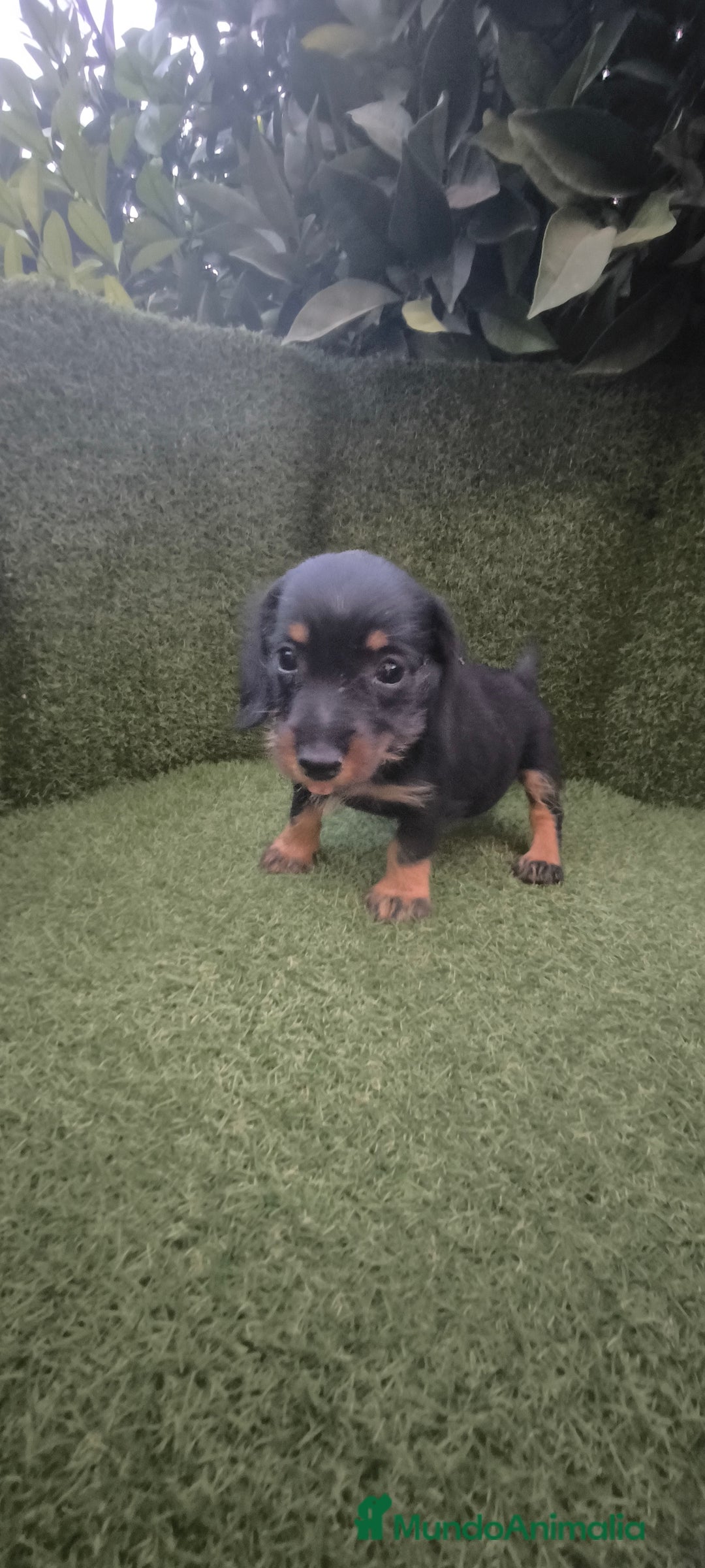 Teckel Miniatura perros en venta: teckel miniatura pelo basto arlequín y negro fuego - Imagen 16