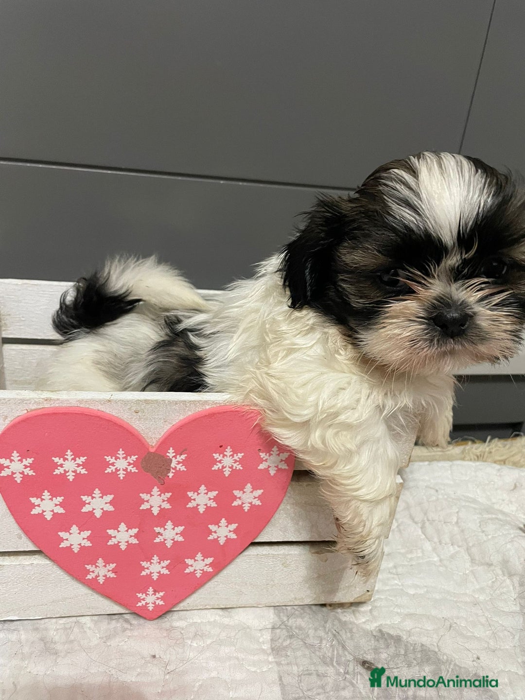 Shih Tzu perros en venta: Shitz tzu - Imagen 6