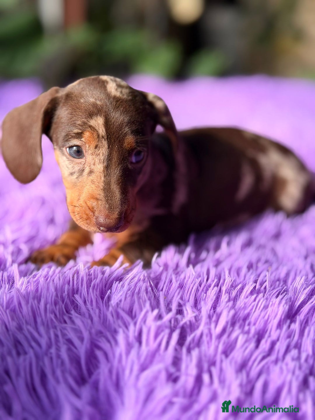 Teckel Miniatura perros en venta: TECKEL ARLEQUIN CHOCOLATE HEMBRA - Anuncio 4