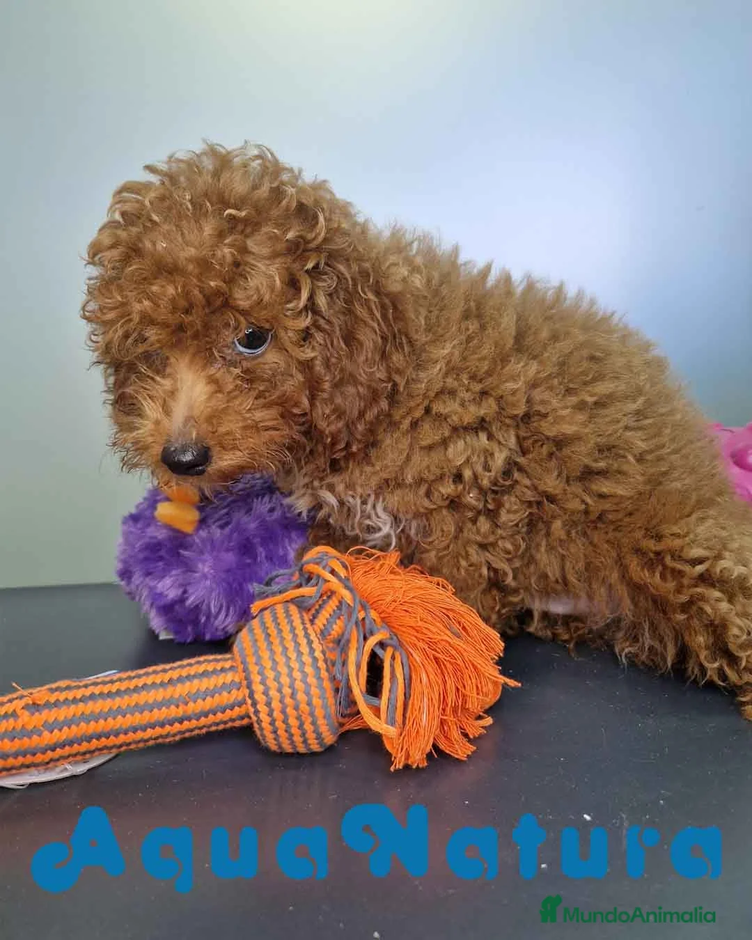 Caniche Enano perros en venta: Caniche Macho CJJM 4455 AQUANATURA - Anuncio 2
