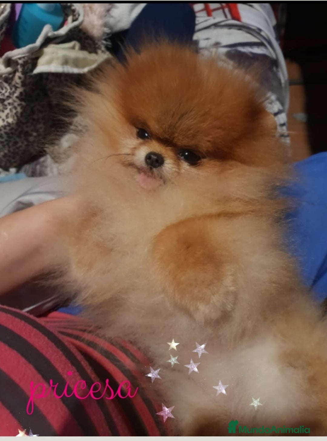 Pomerania perros en venta: Último macho ositos precioso 🐾🐻‍❄️ - Imagen 2