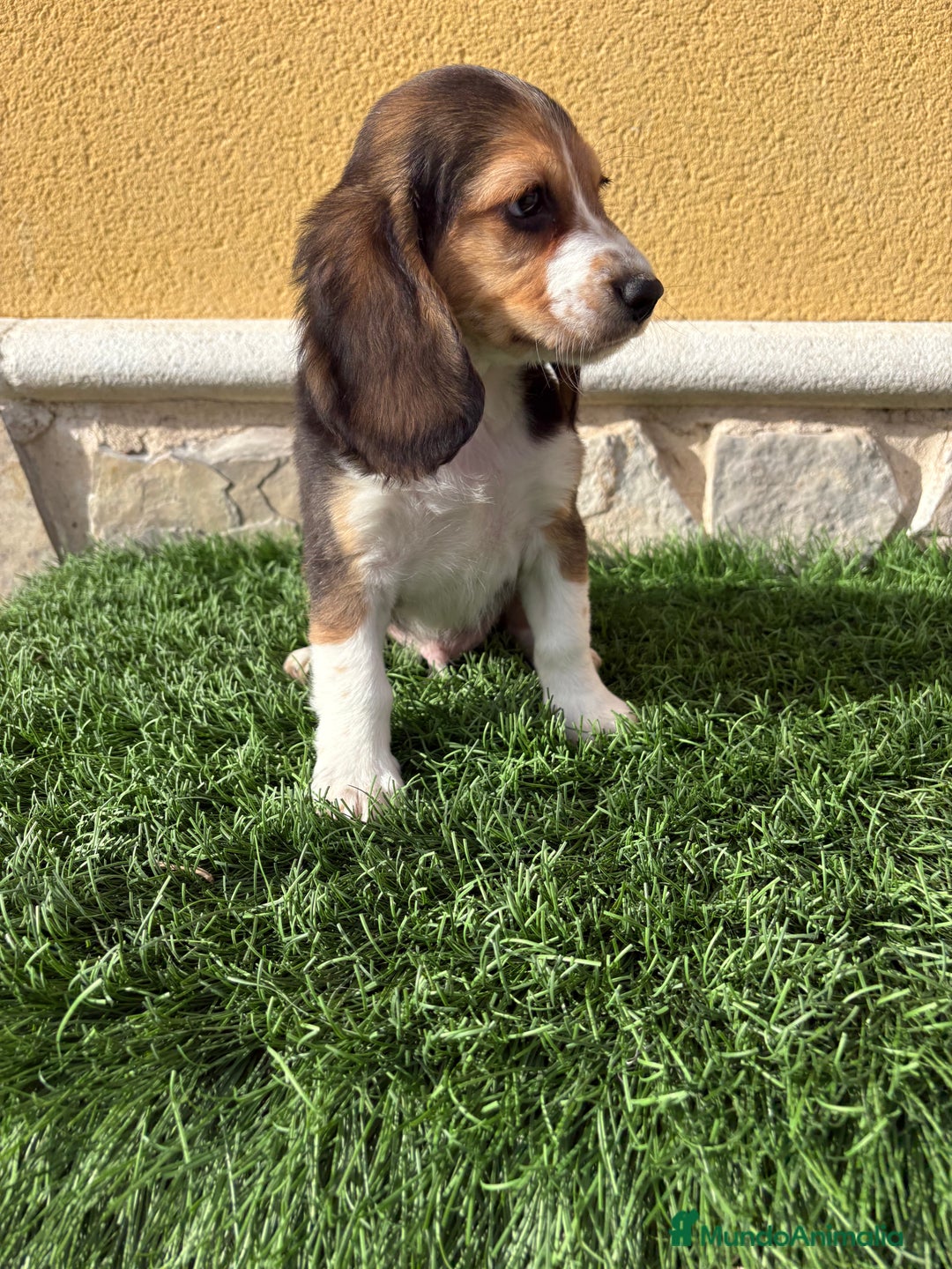 Beagle perros en venta: Cachorro macho de Beagle  - Anuncio 6