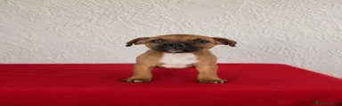Staffordshire Bull Terrier 1