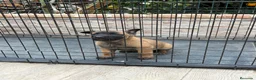 Pastor Belga Malinois perros en venta: Cachorra Malinois  - Anuncio 7
