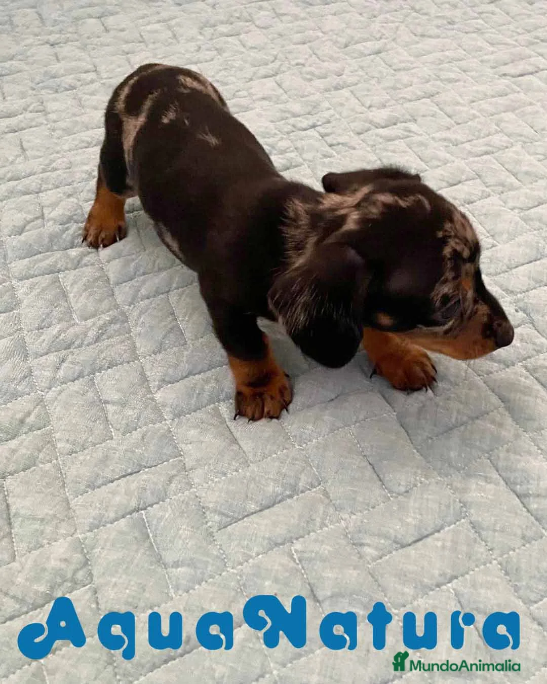 Teckel perros en venta:  Teckel Hembra 6258 - AQUANATURA en Barcelona - Anuncio 4