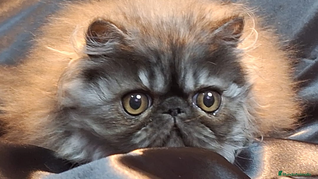 Persa gatos en venta: Precioso Gatito Persa - Anuncio 2