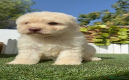 Perro de Agua Español perros en venta: PERRO DE AGUA ESPAÑOL HEMBRA - Imagen 13