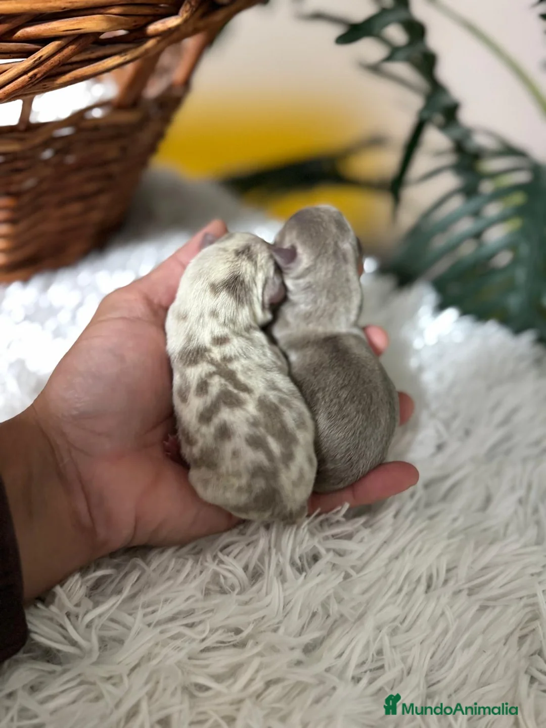 Chihuahua perros en venta: CHIHAUHUA MACHO- COLORES EXOTICOS - Anuncio 2