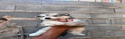 Husky Siberiano perros en venta: Disponible huskys de Calidad  - Anuncio 5