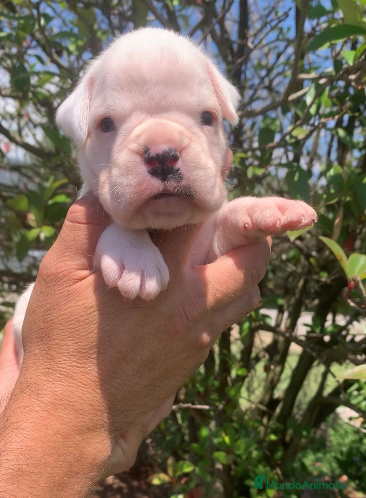 Boxer perros en venta: Cachorros BOXER - Anuncio 5