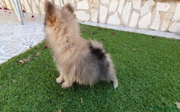 Pomerania perros en venta: Pomerania Toy - Anuncio 4