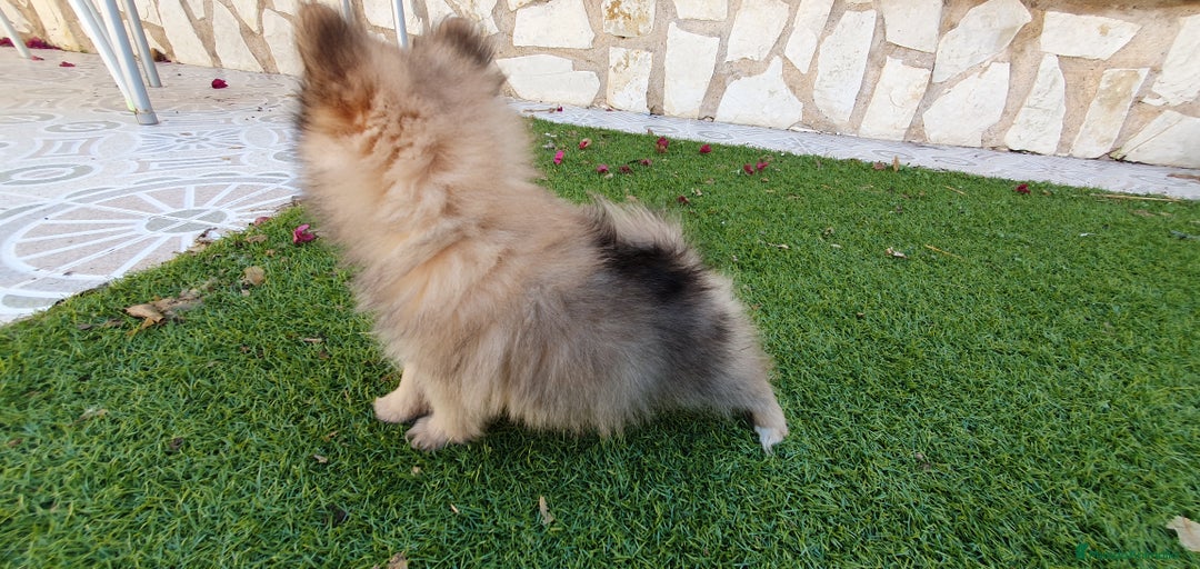 Pomerania perros en venta: Pomerania Toy - Anuncio 4