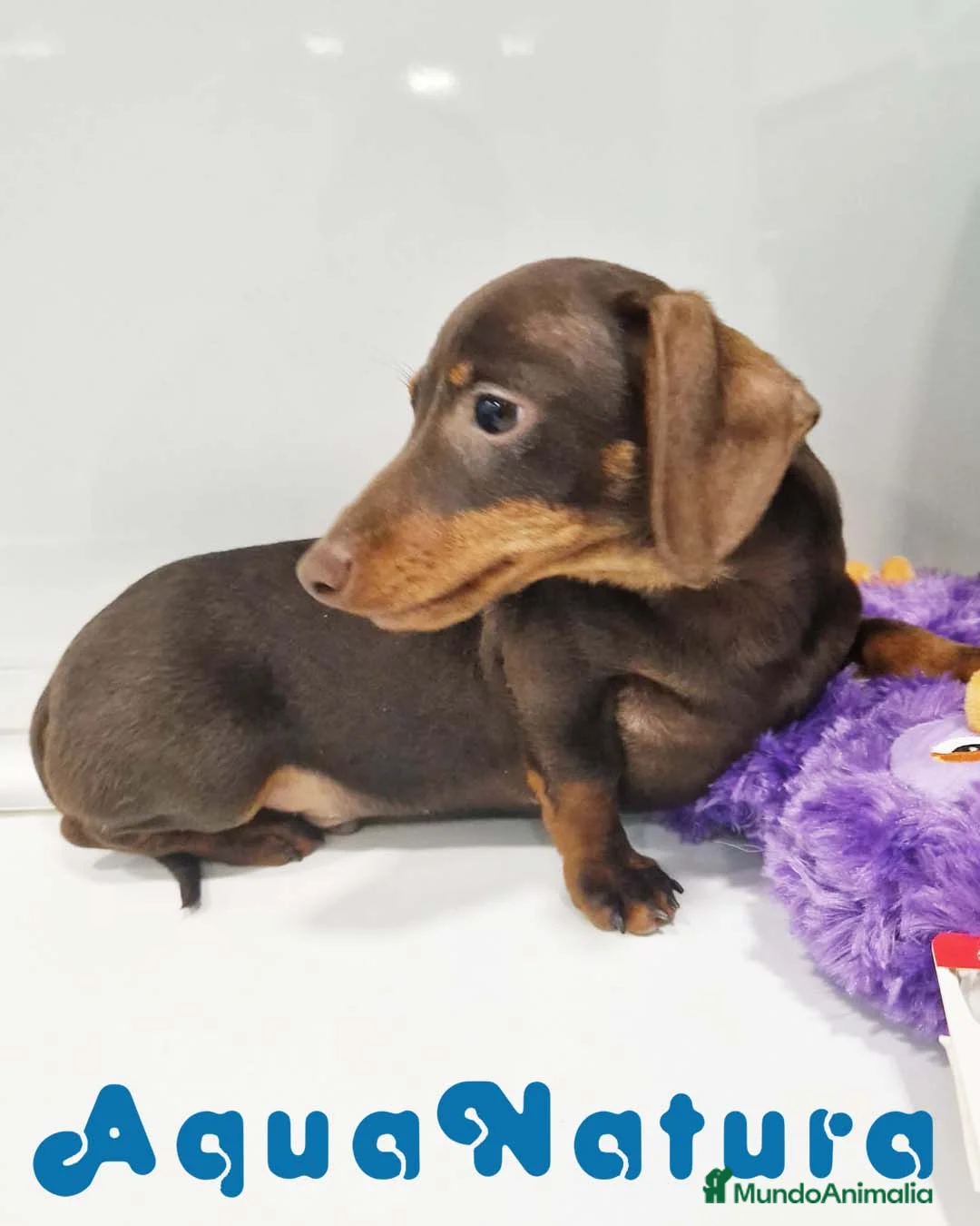 Teckel perros en venta: Teckel Macho de Lena 4482 AQUANATURA - Anuncio 4