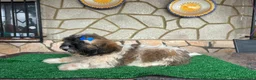 Shih Tzu perros en venta: Machitos - Anuncio 9