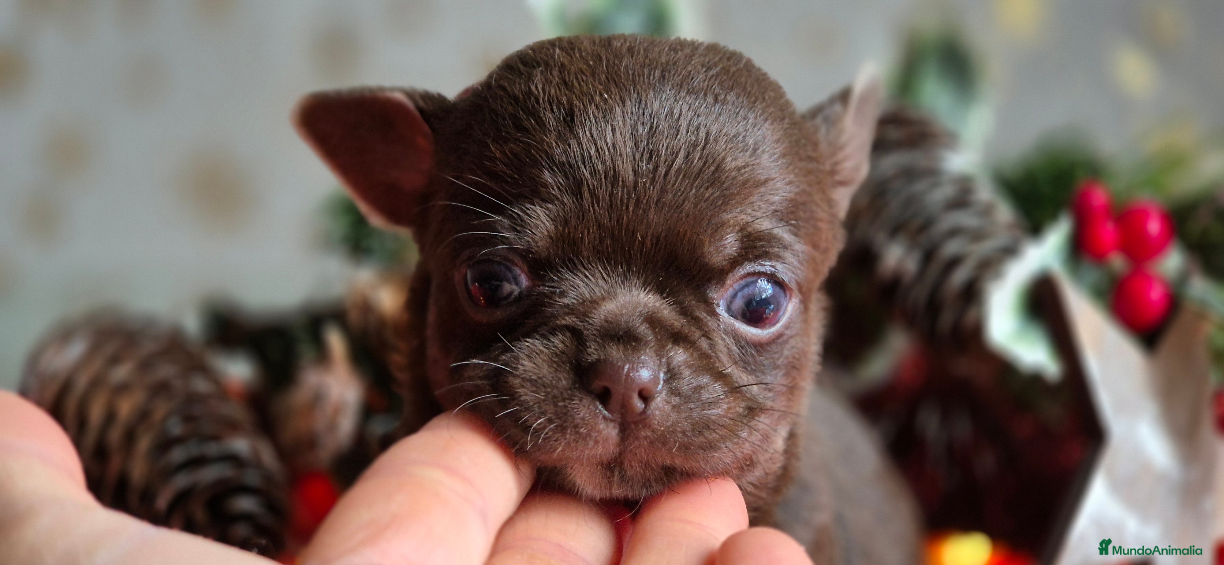 Chihuahua perros Chihuahua Chocolate - Anuncio 3