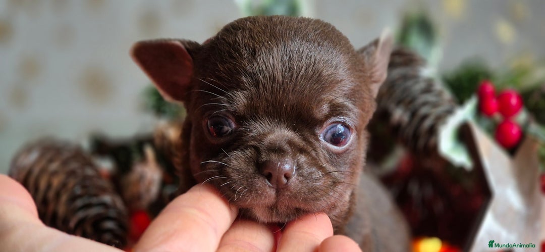 Chihuahua perros en venta: Chihuahua Chocolate - Anuncio 1