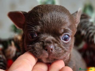 Chihuahua perros Chihuahua Chocolate - Anuncio 10