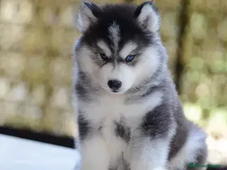 Husky Siberiano perros HUSKY SIBERIANO CACHORROS 631 67 03 85 - Anuncio 2