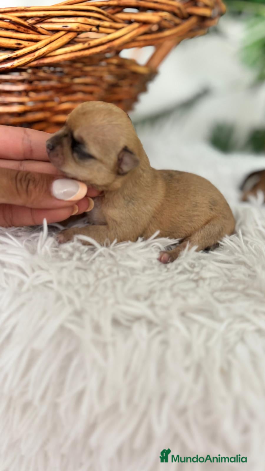 Chihuahua perros CHIHUAHUA - Anuncio 1